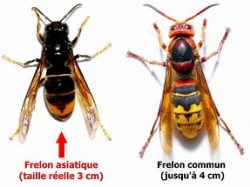 Lancement de la campagne de piégeage des frelons asiatiques